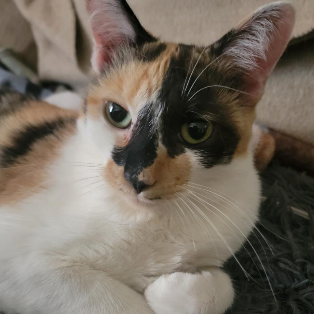 A gorgeous white, brown and black cat.