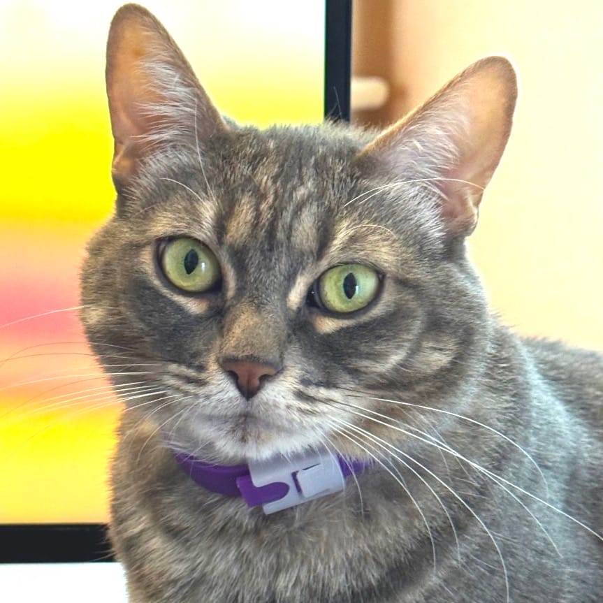 A beautiful gray cat wears a purple collar.