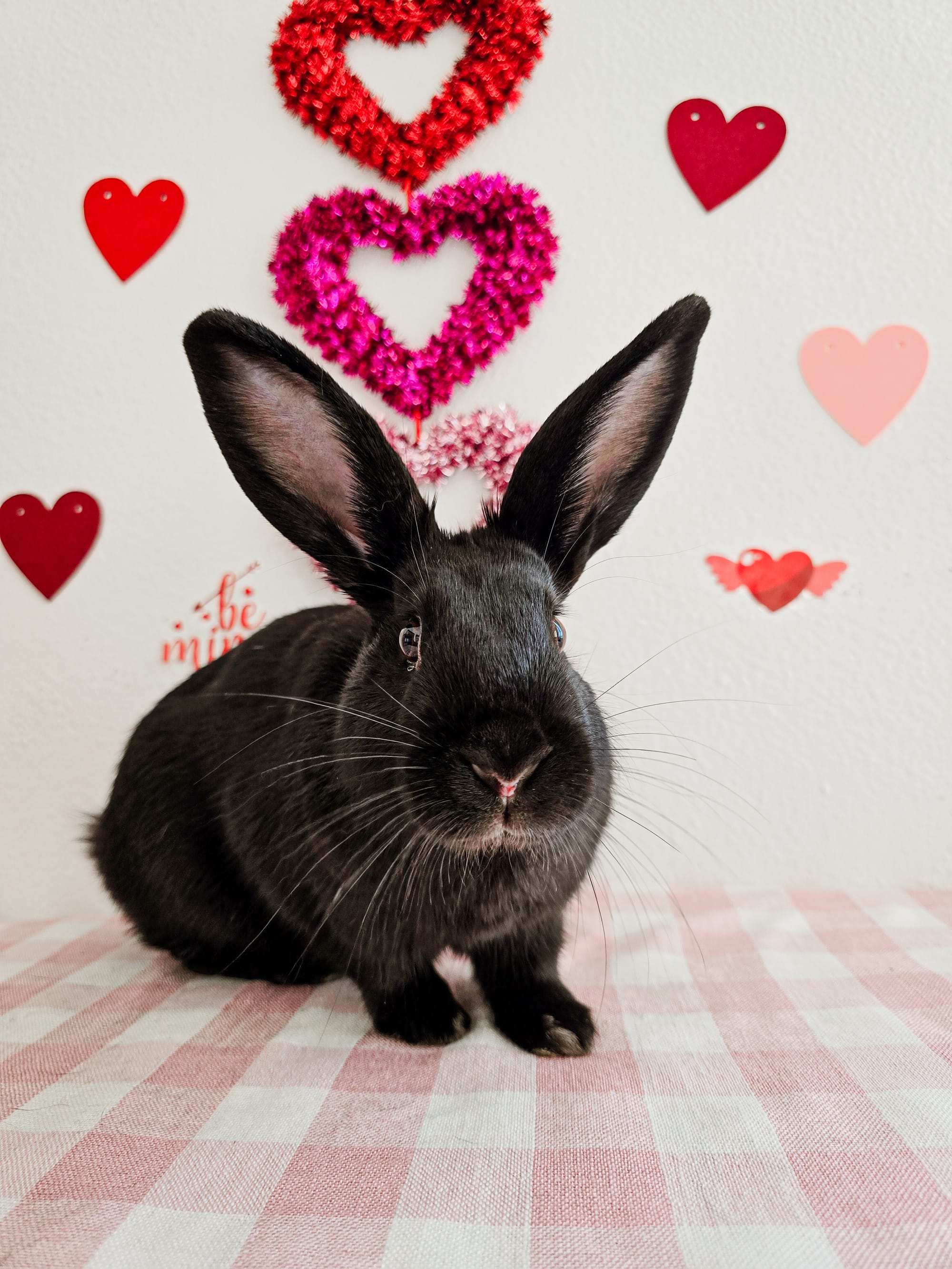 An adorable black bunny rabbit sits on a red and white checkerboard cloth.