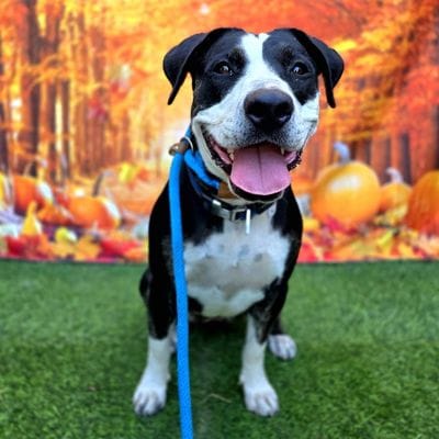 Sweet black and white dog with a blue leash.