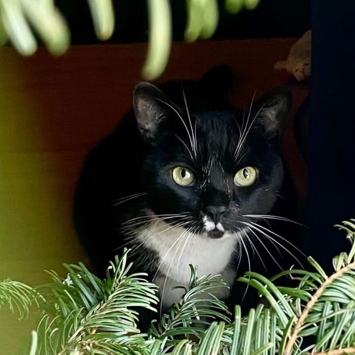 A sweet tuxedo cat hides behind shrubbery.