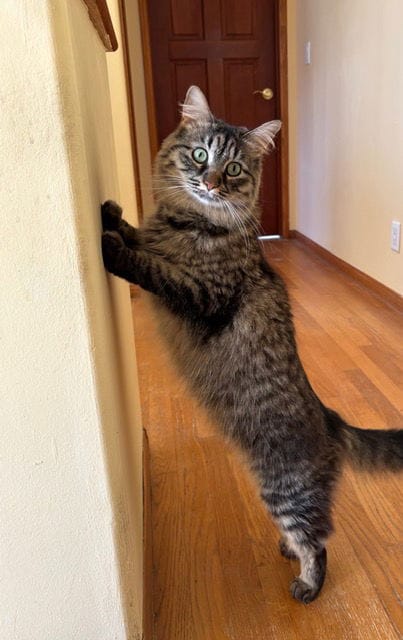 A gray cat stands up in a hallway and rests its front paws against the wall.