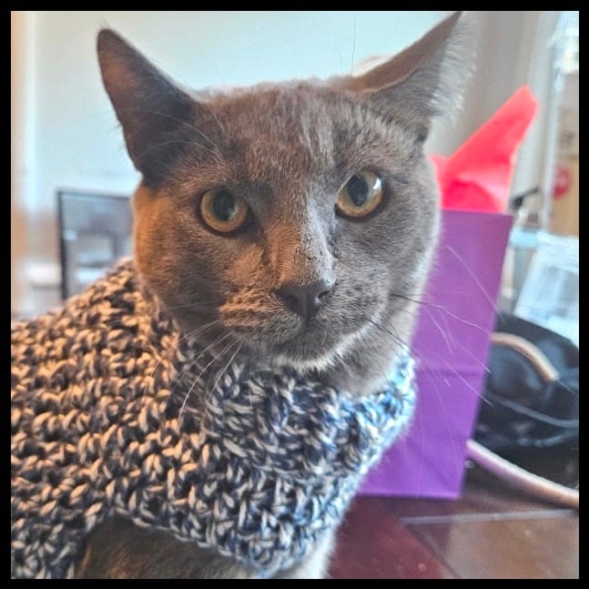 A beautiful gray cat wearing a sweater.