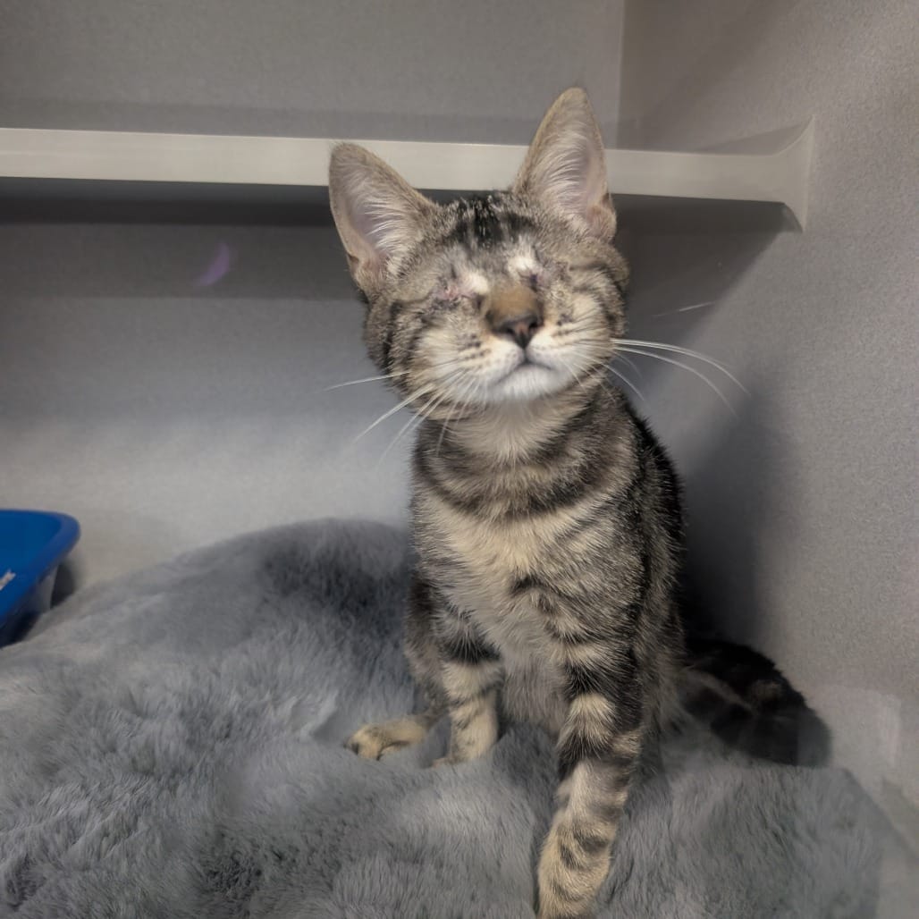 A really sweet little gray cat that is blind.
