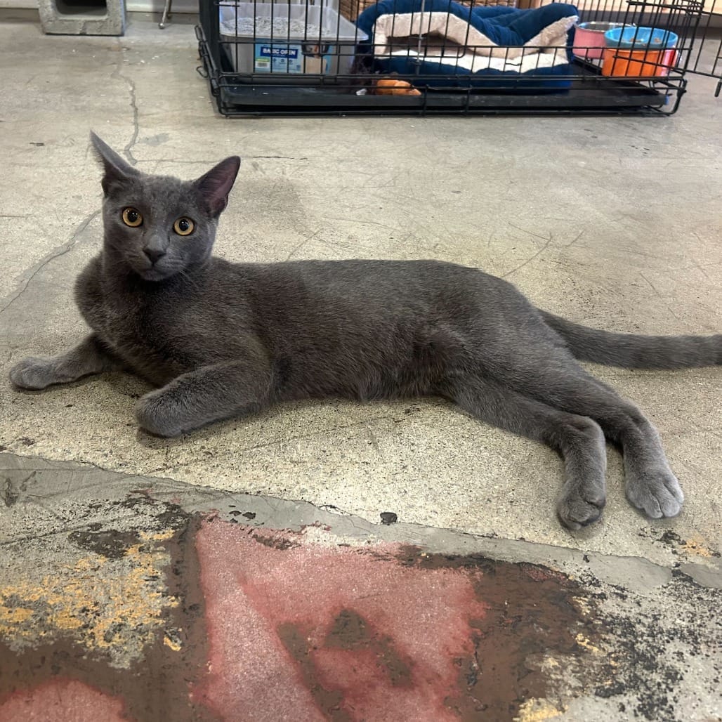 A sweet gray cat lies on the floor next to a weird pink stain.