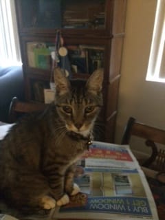 A cat sits on a table.