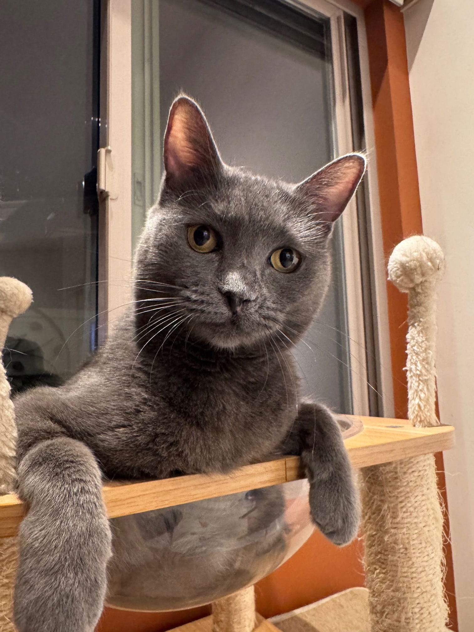 A dark gray cat sits in a transparent bowl.