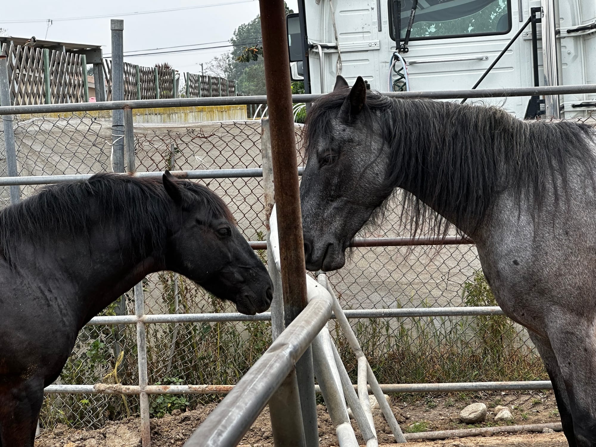 Two dark gray horses look at each other in a stable.