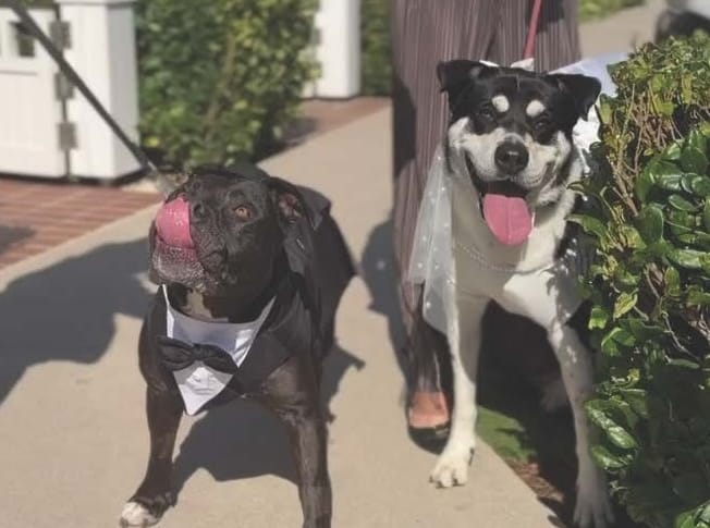 Fundraiser canine wedding sets tails wagging!