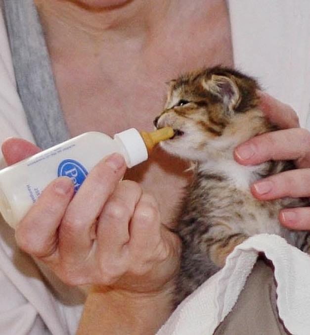 Close up of a person bottle-feeding a tiny kitten.