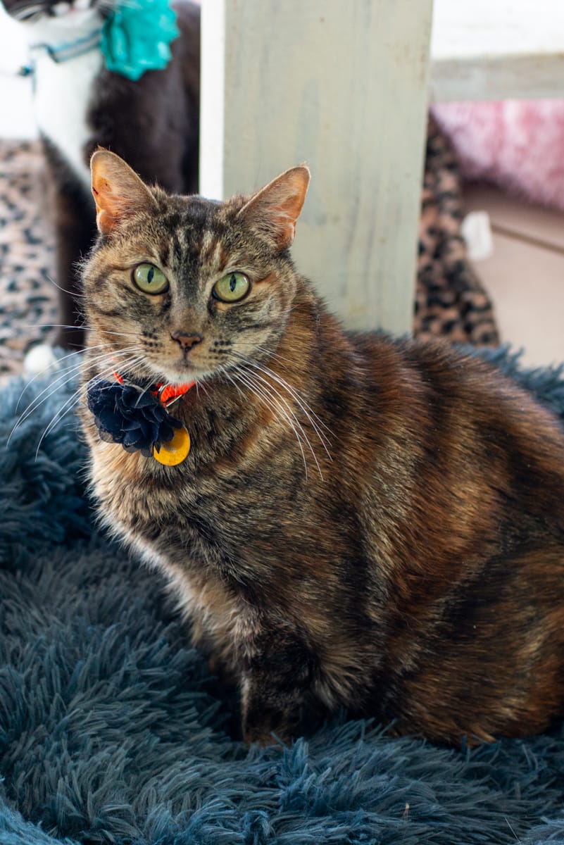 A beautiful brown and beige cat rests on a fluffy blue pillow.