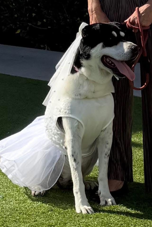 A white dog wearing a bridal veil sits on the grass.