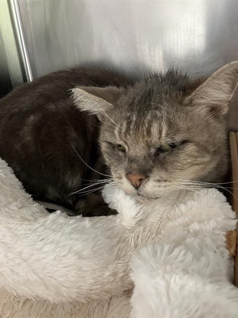 A grumpy looking gray cat lays down on a fluffy white bed.