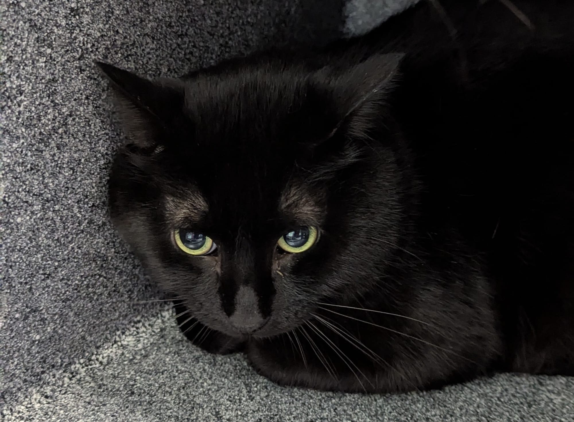 A black cat lays on the ground.