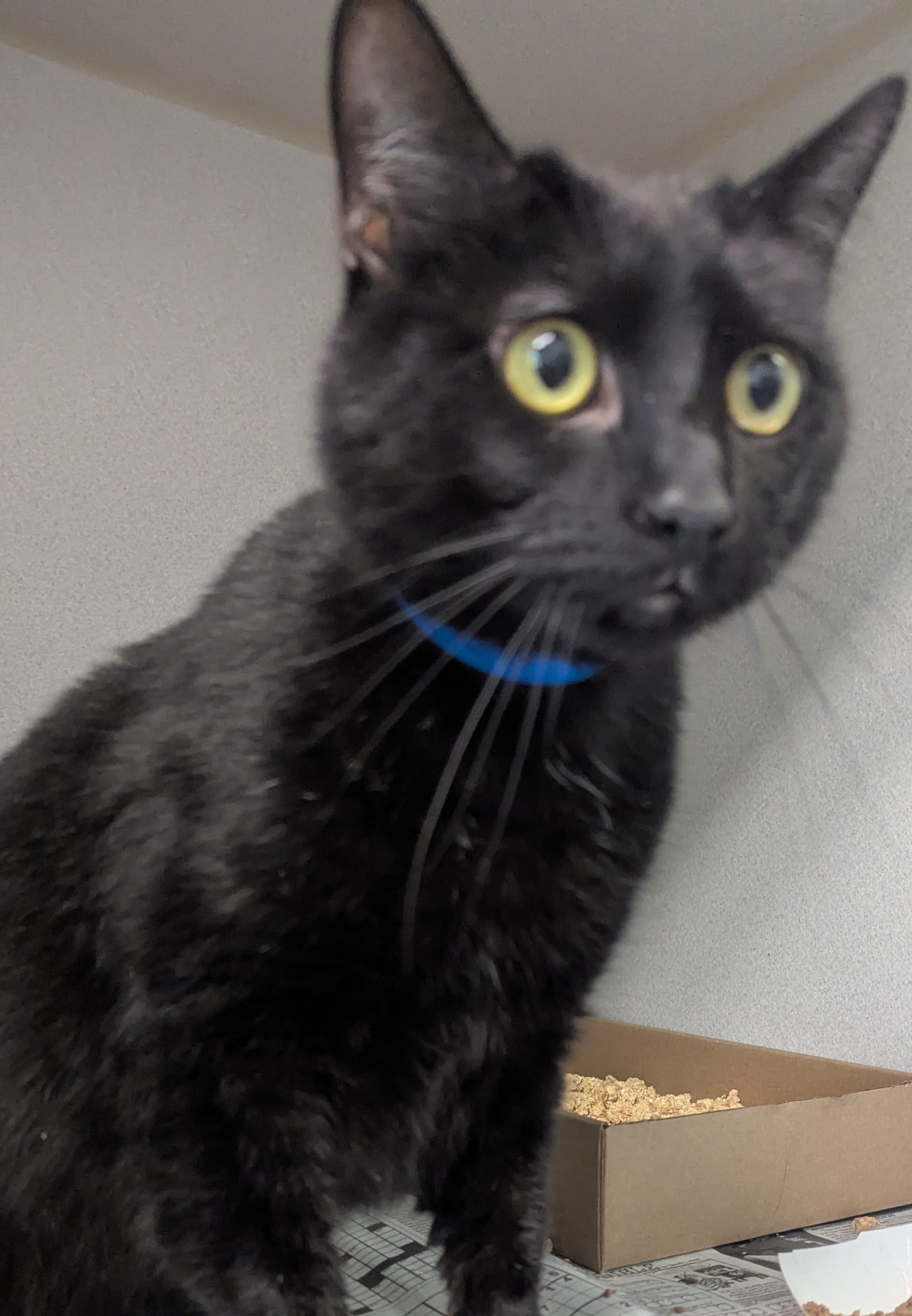 A black cat wearing a blue collar.