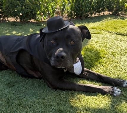 A black dog wearing a bowler hat lays on the grass.