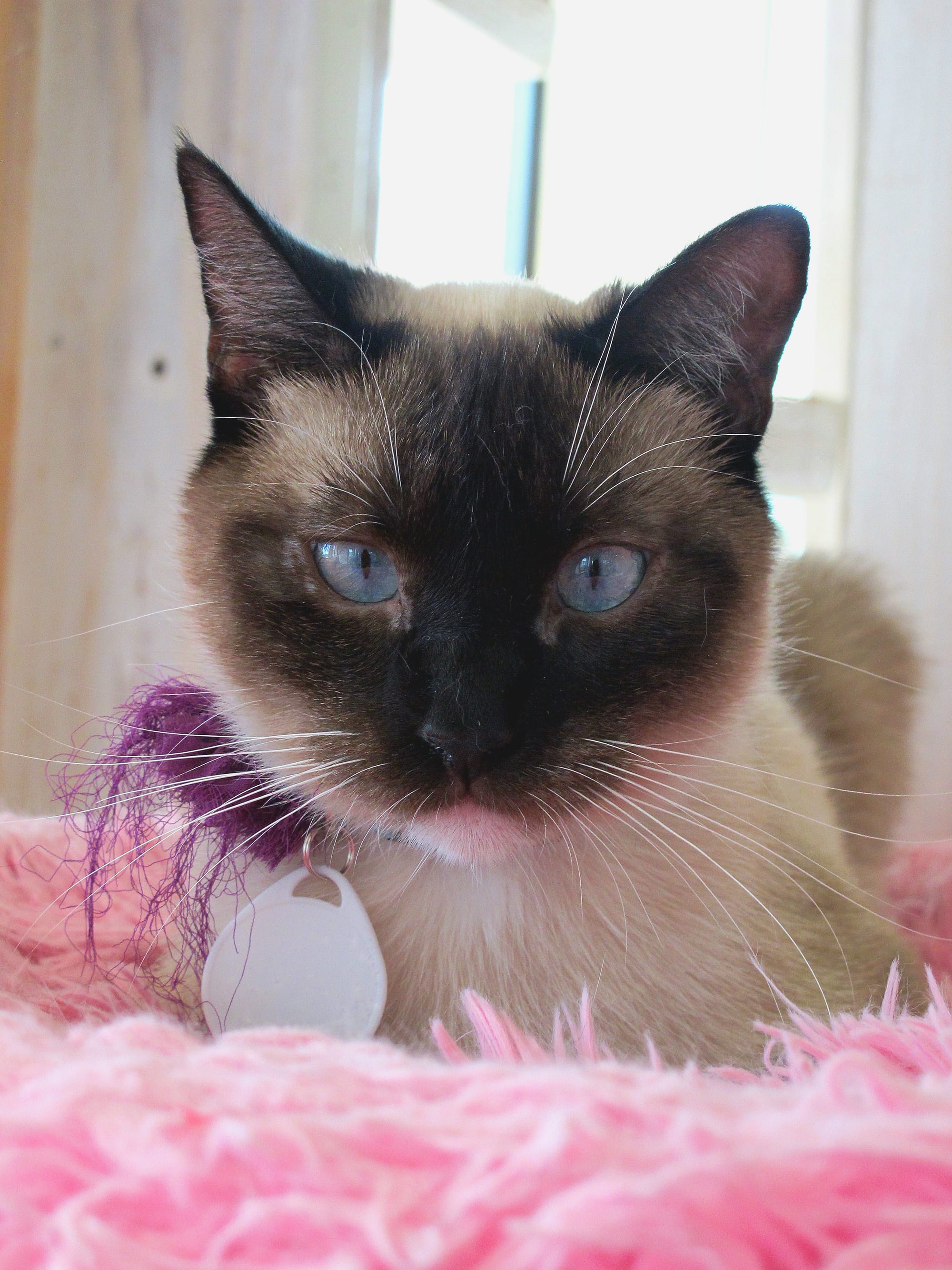 A gorgeous Siamese cat with blue eyes rests on a fluffy pink pillow.
