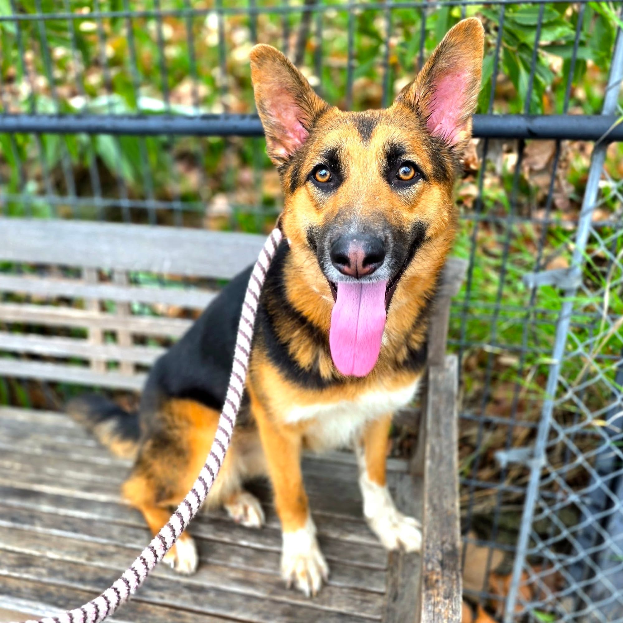 A really good brown and black dog sits on a wooden bench.