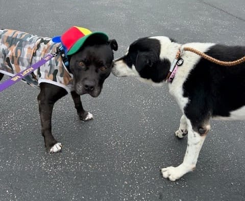 A black and white dog sniffs the ear of a black dog wearing a rainbow-colored hat.