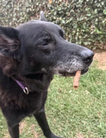 A black dog has a cigar-shaped stick in its mouth.