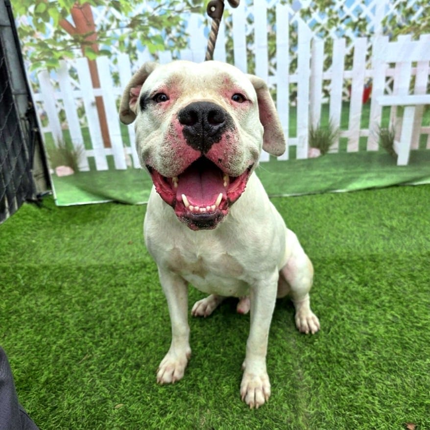 A happy white dog sits on artificial grass.
