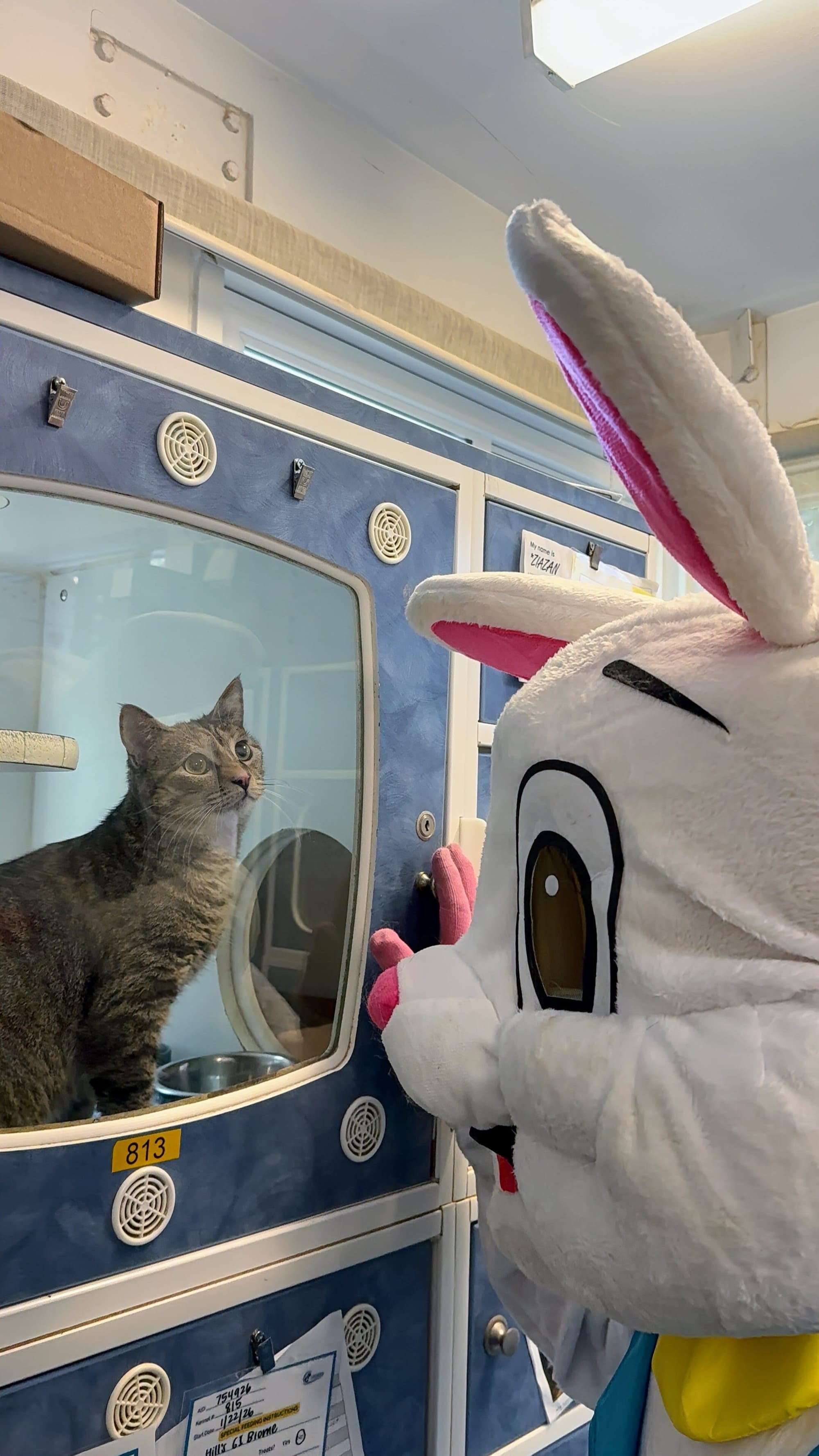 A sweet brown cat looks up at a person in a giant bunny costume.