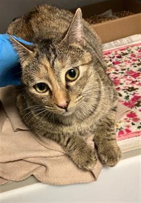 An adorable brown cat lies on the floor.
