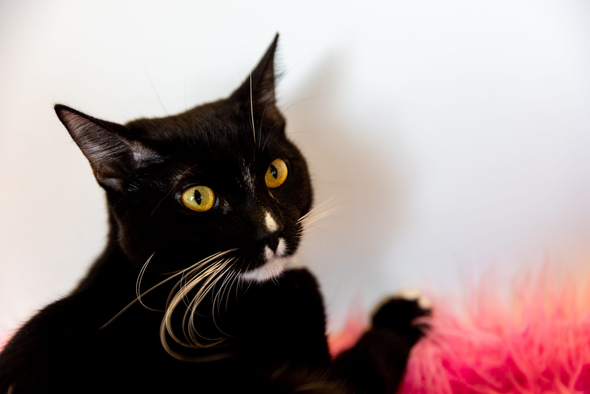A sweet black and white cat looks to the side while pawing at a fluffy pink pillow.