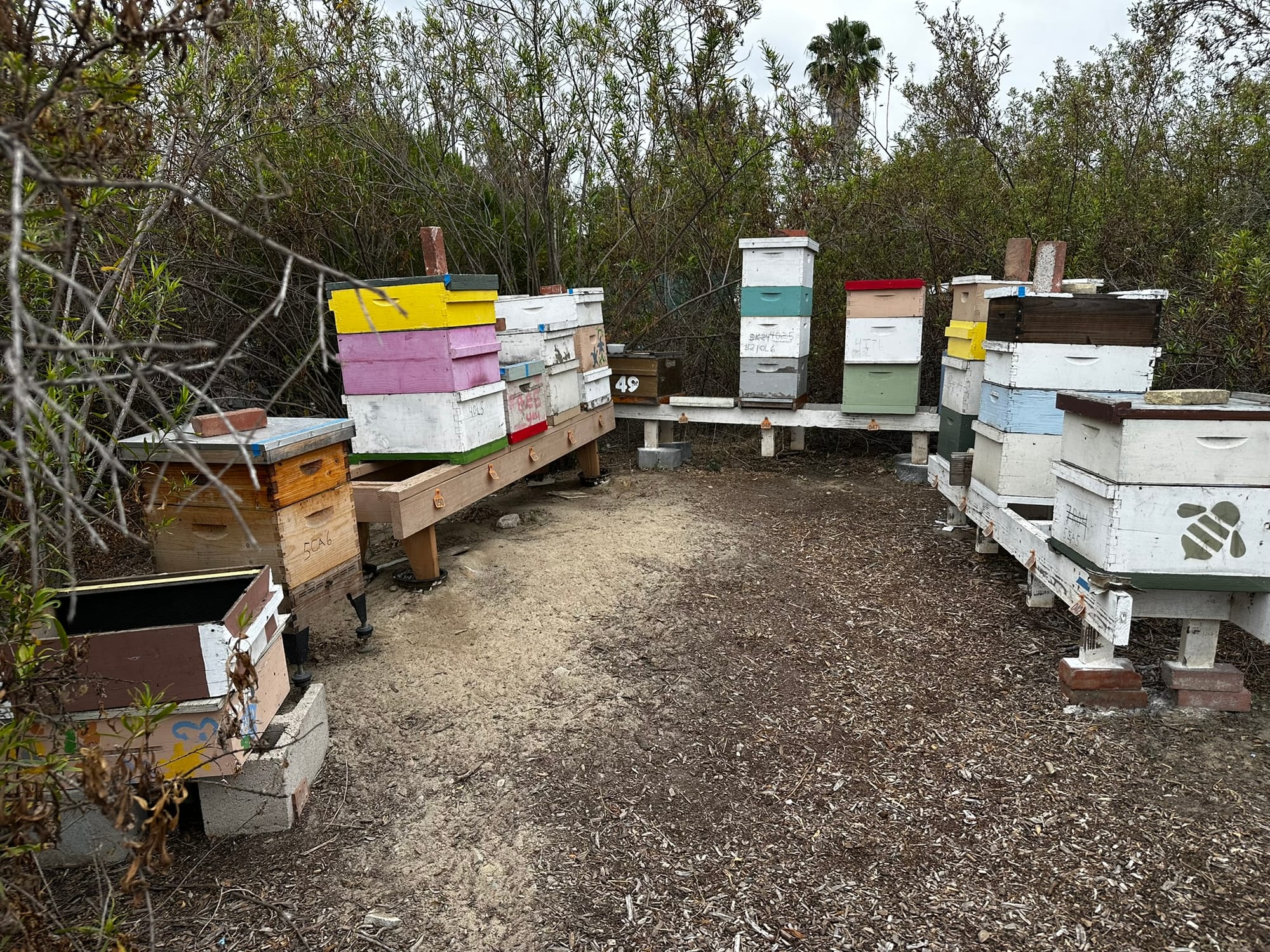 Stacks of colorful wooden boxes sit arranged in a horseshoe configuration near some trees.
