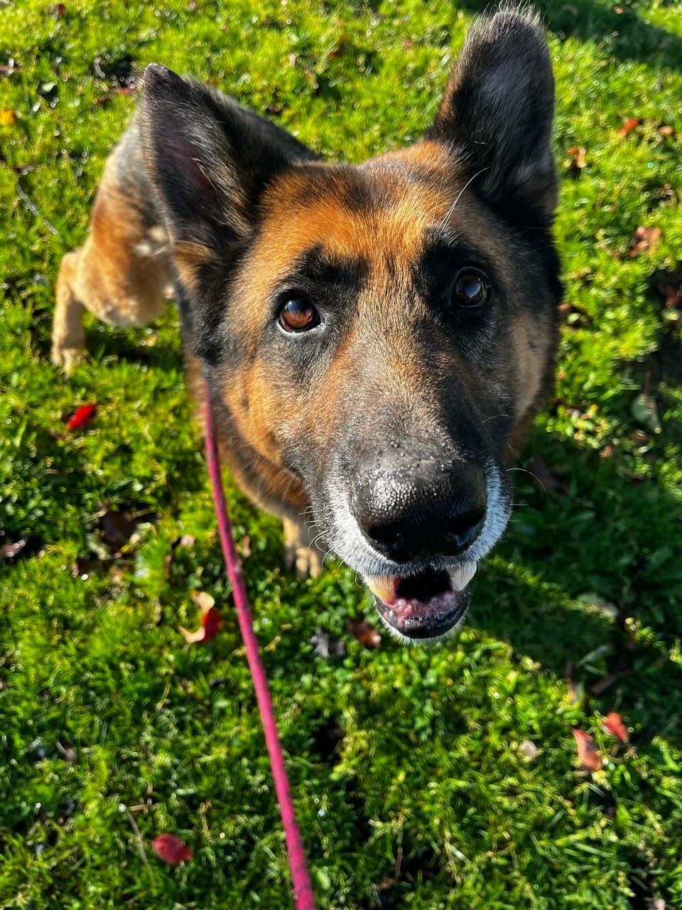 A sweet dog stands outside on the grass looking right at you.