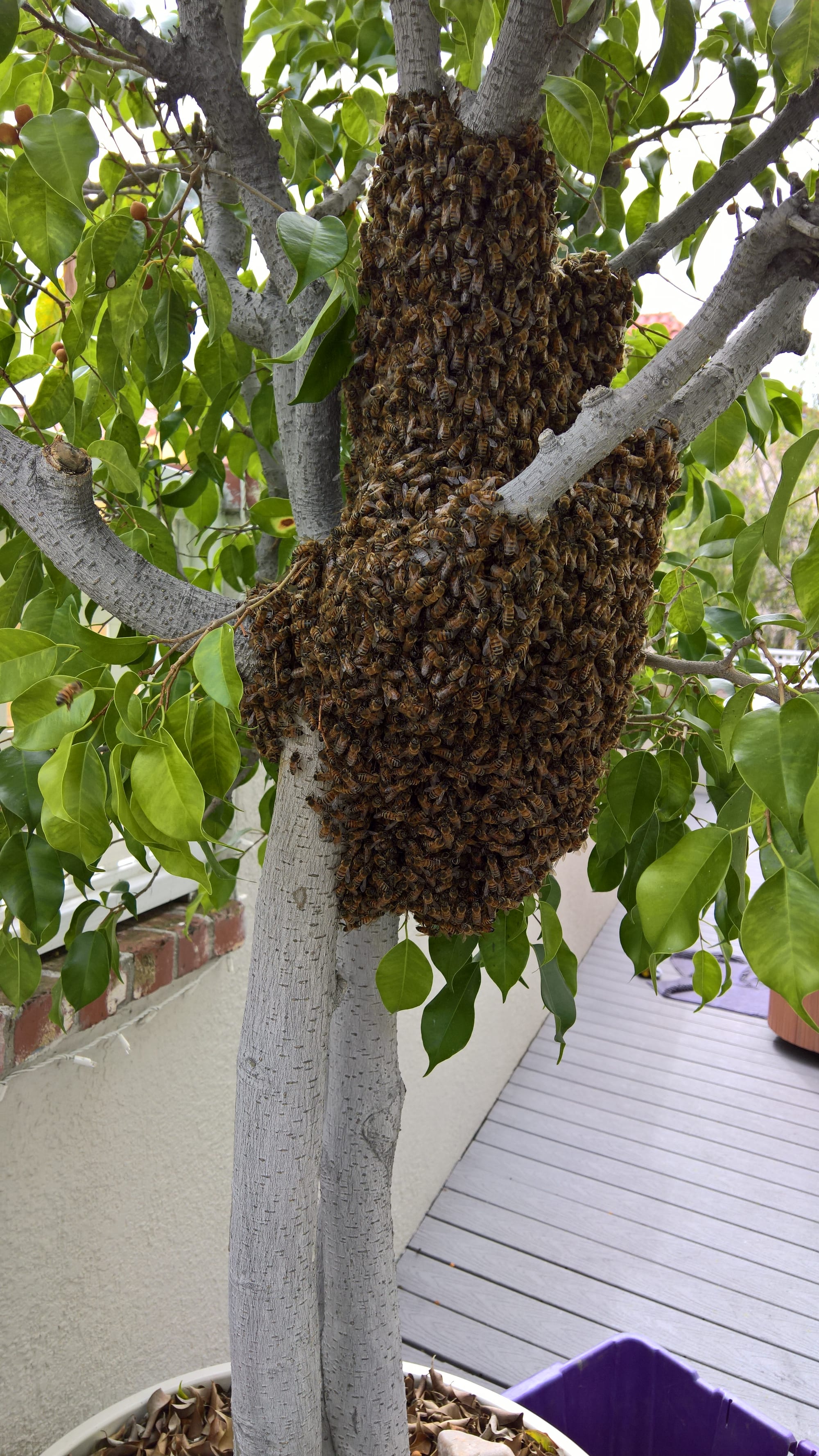 A swarm of bees cling to the branches of a small potted tree on a deck.