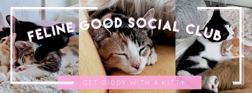 Three images of sleeping cats with the caption "Feline Good Social Club; Get Giddy with a Kitty."