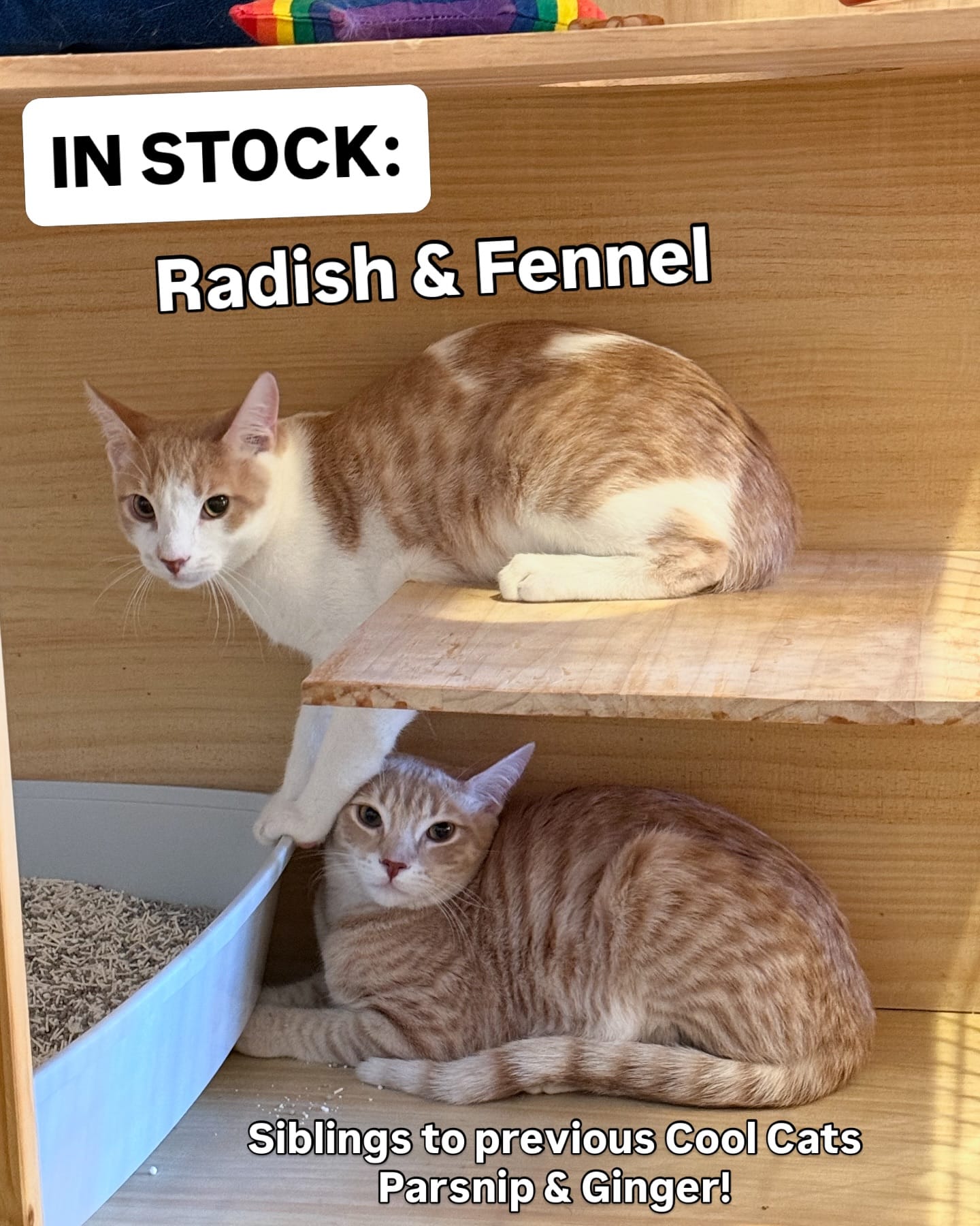 One cat lays next to a litter box while another lays on a shelf directly above the first cat.