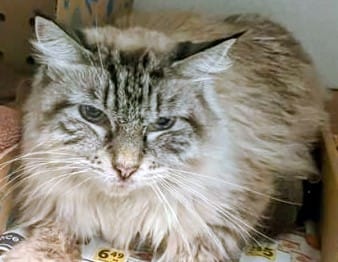 A longhair gray cat looks grumpy.