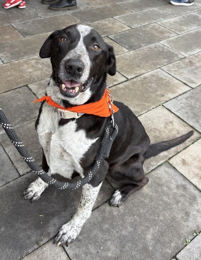 A black and white dog wearing a white bandana around his neck sits on the sidewalk.