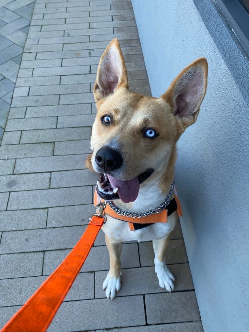 A beautiful dog has his tongue hanging out while wearing an orange leash.