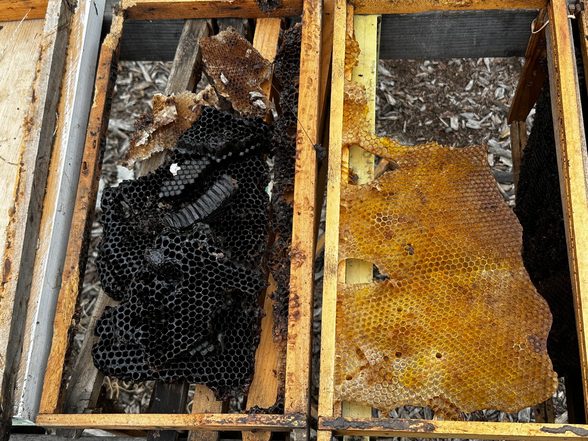 Two honeycombs, one pitch black, sit side by side.