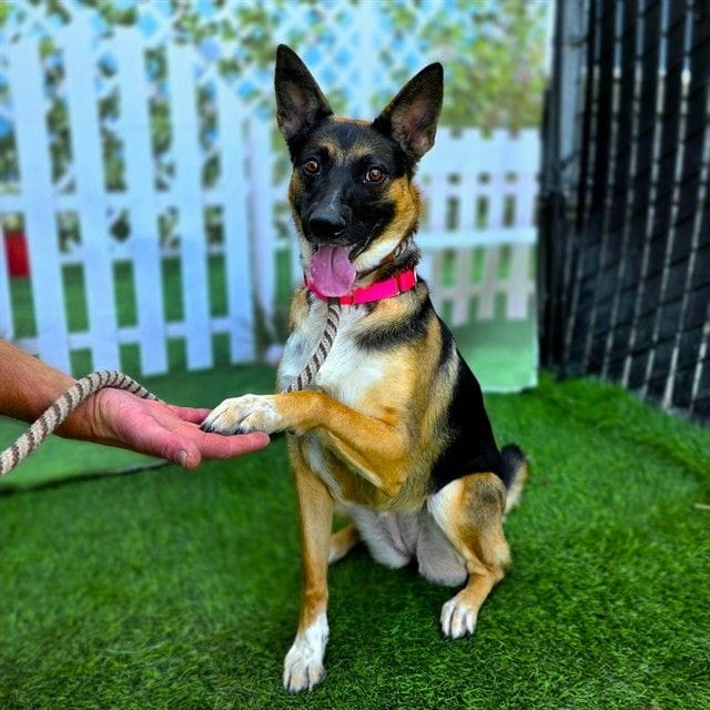 A happy dog with huge ears sits on green turf while placing a paw on a person's hand.