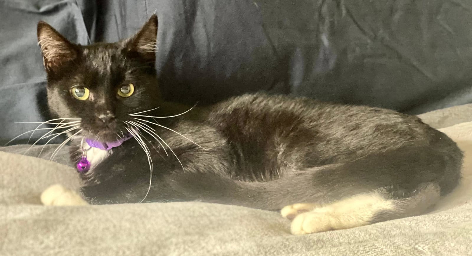 A black and white cat with a purple collar rests on a blanket.