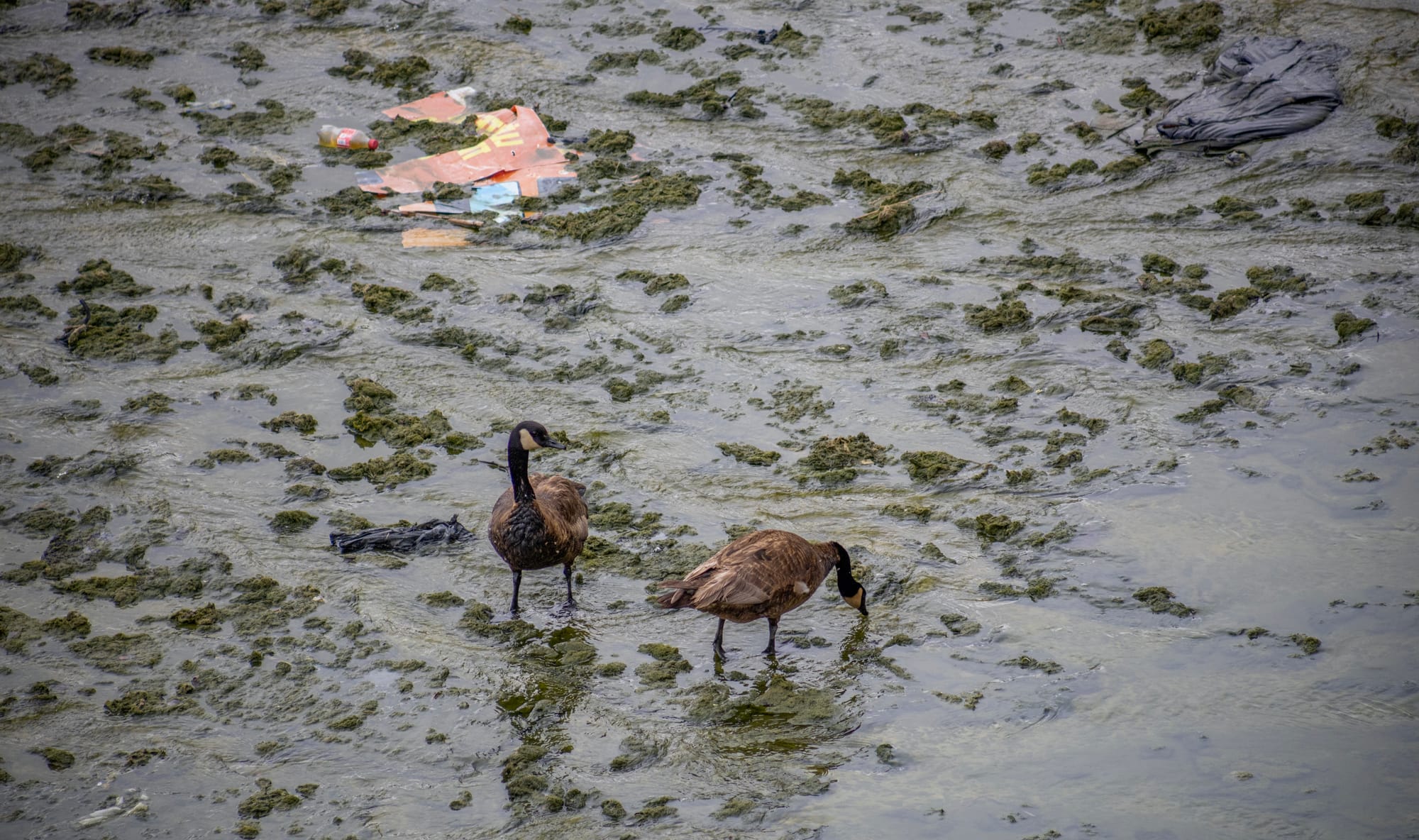 Two brown geese stand in very shallow river water next to a piece of trash.