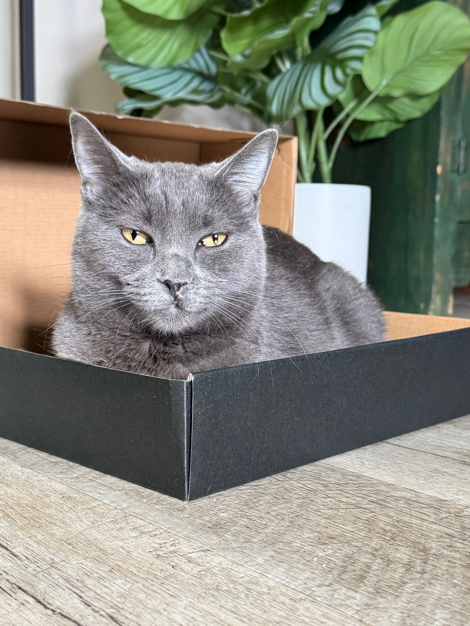 A beautiful gray cat lays down in a small black box.