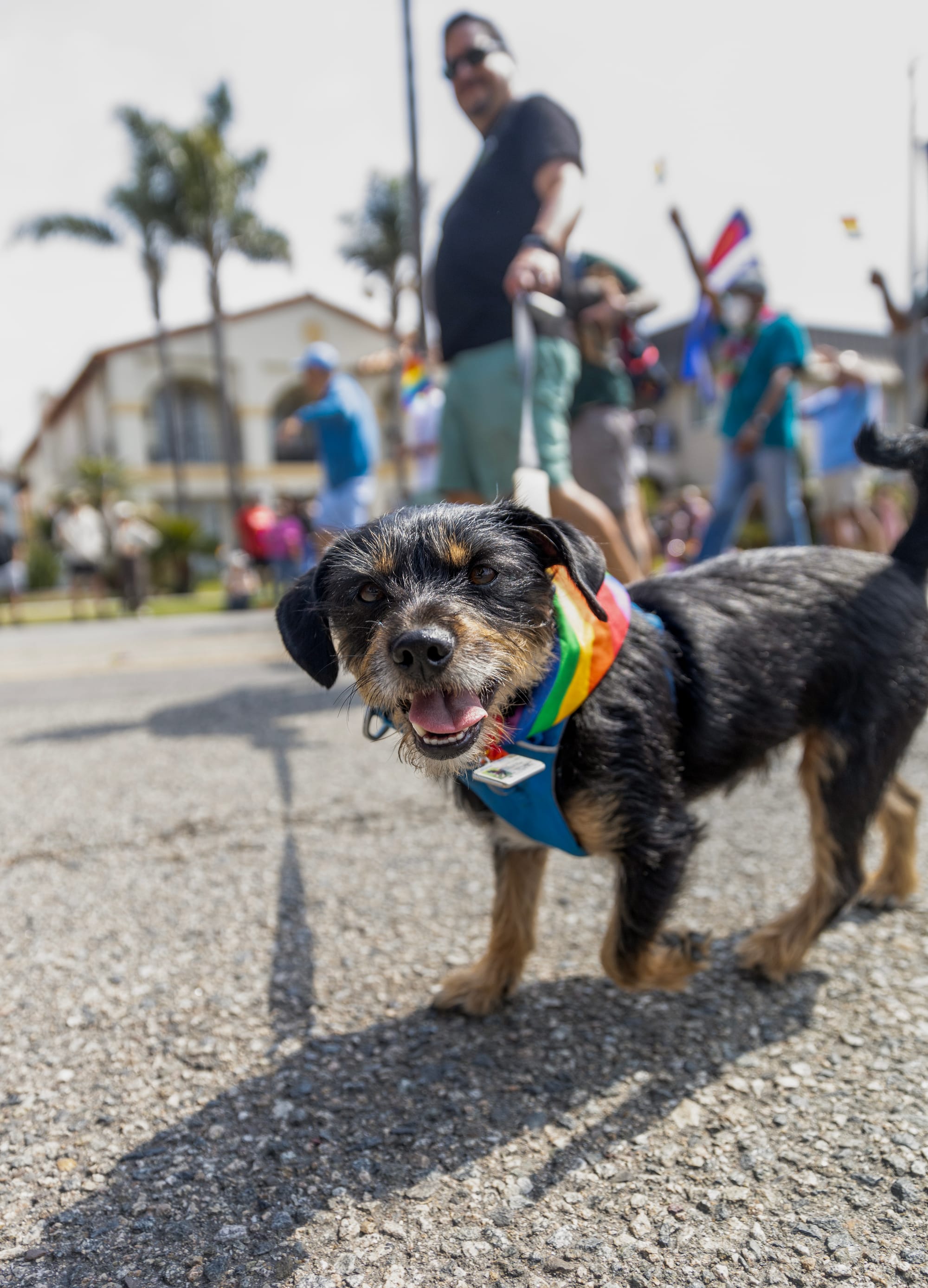 A man walks a small black dog that is wearing a little rainbow-colored color.