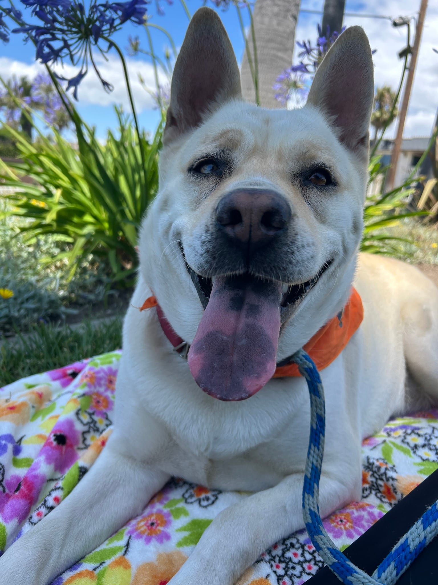 A sweet white dog with a blue leash rests on a colorful pillow.