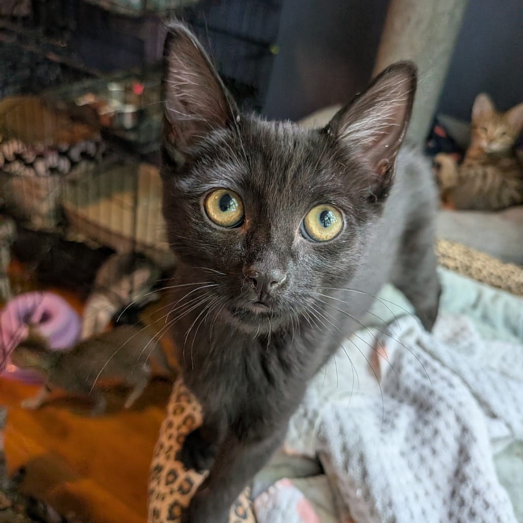 An adorable black cat with large yellow eyes looks up at you.
