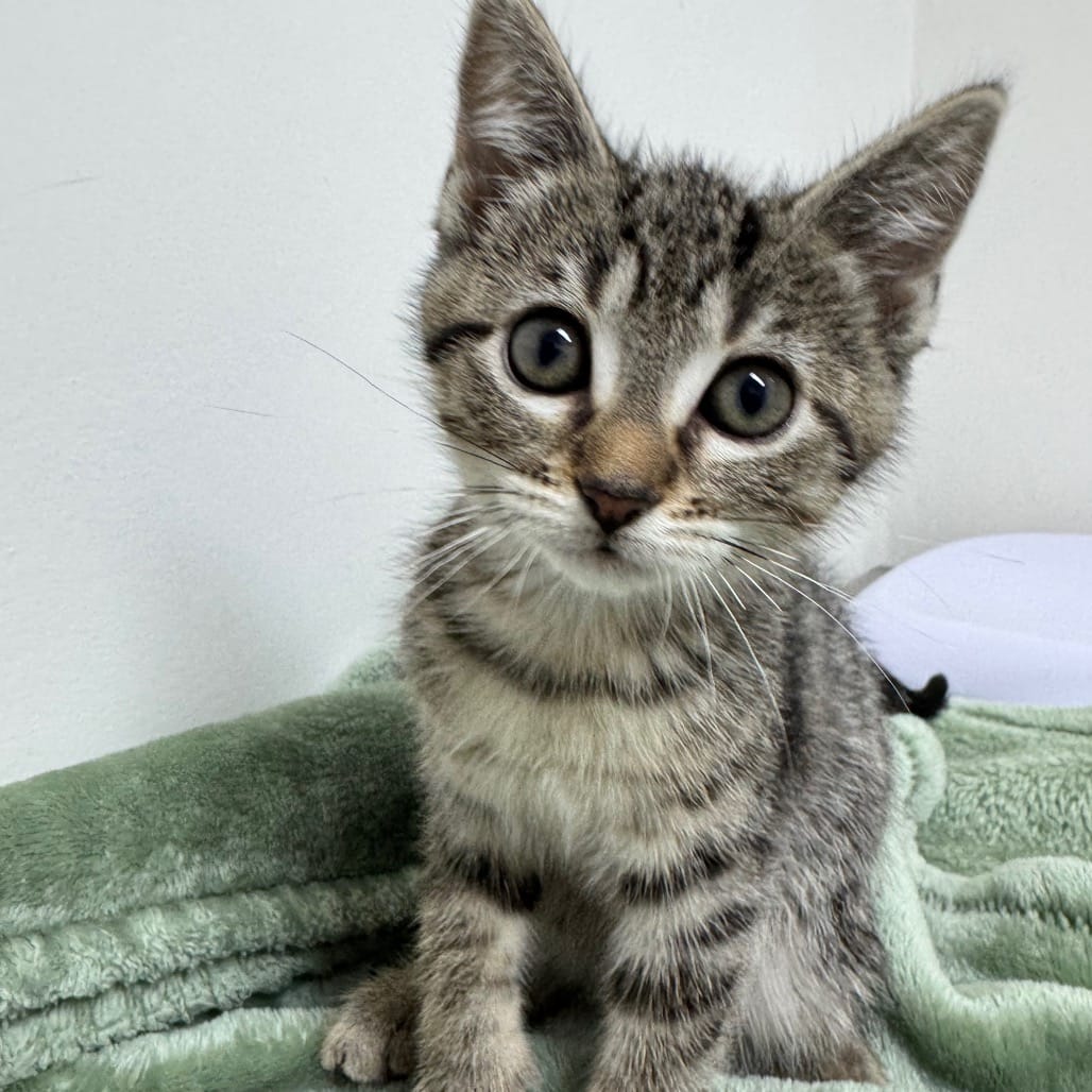 A striped gray kitten sits on a green blanket.