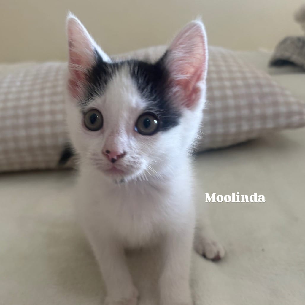 A precious white cat with small black patches of fur on her head sits quietly.
