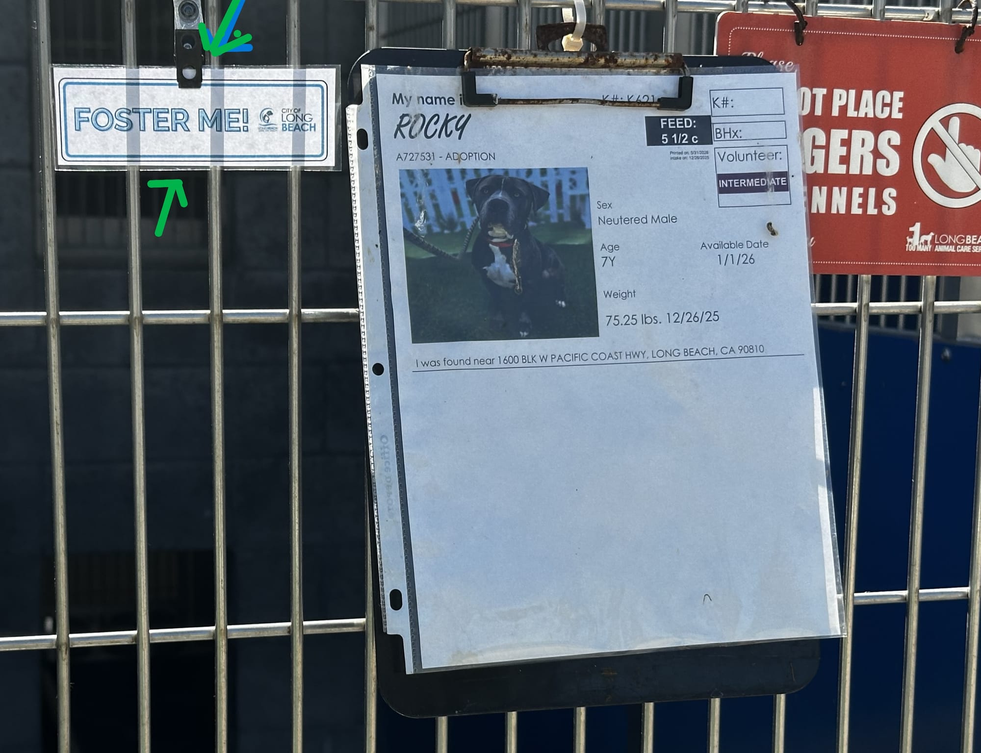Signs affixed to a cage says "My name is Rocky" and "Foster me!"