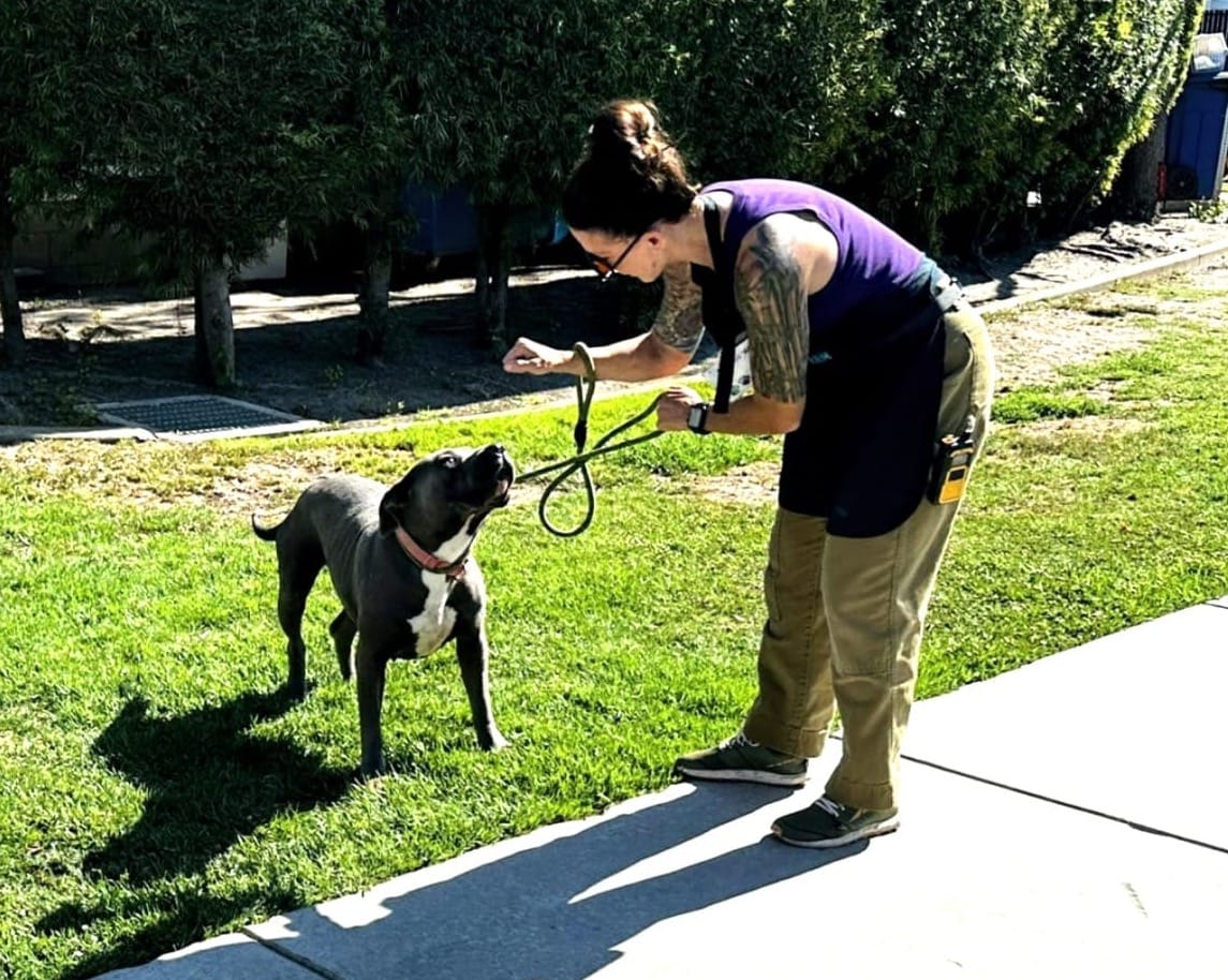 An adorable black and white dog stares at a woman's outstretched fingers.