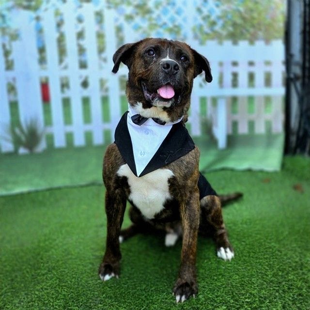 A sweet brown dog wears a tuxedo dickey while sitting on green turf.