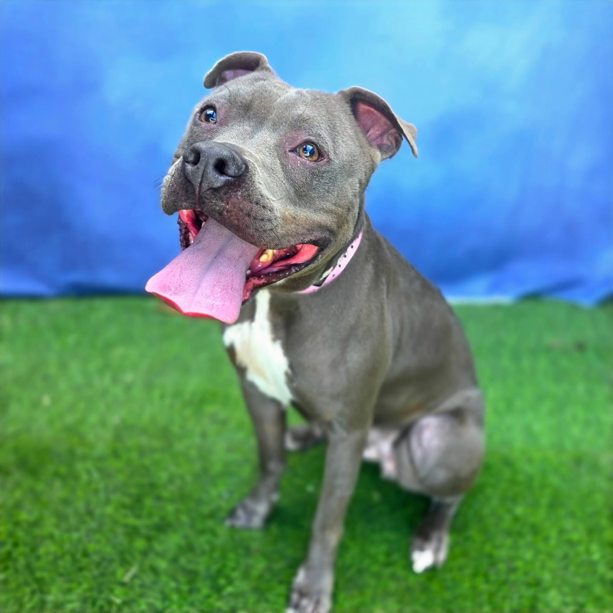 A lovely little gray dog has her tongue out while sitting on green grass.